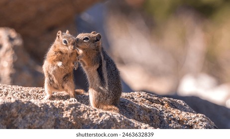 岳母的简介在线观看
